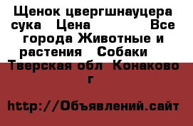 Щенок цвергшнауцера сука › Цена ­ 25 000 - Все города Животные и растения » Собаки   . Тверская обл.,Конаково г.